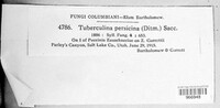 Tuberculina persicina image